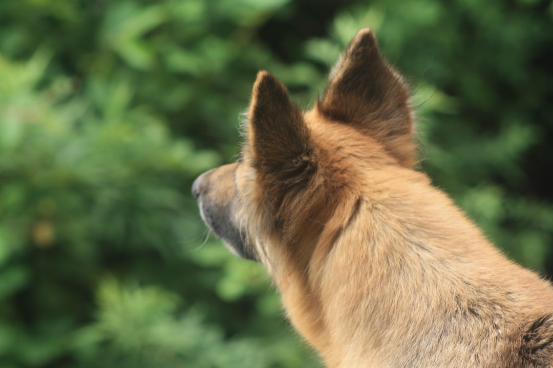 a-close-up-of-a-dog-with-trees-in-the-background-z-nvac617t4