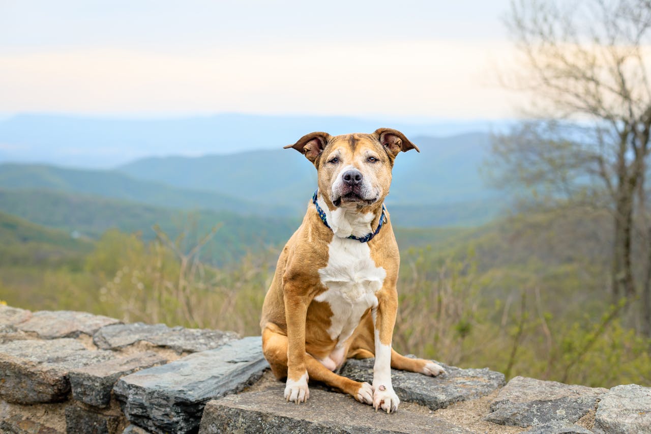 Adorable dog sitting on a stone wall with a scenic landscape view in the background.