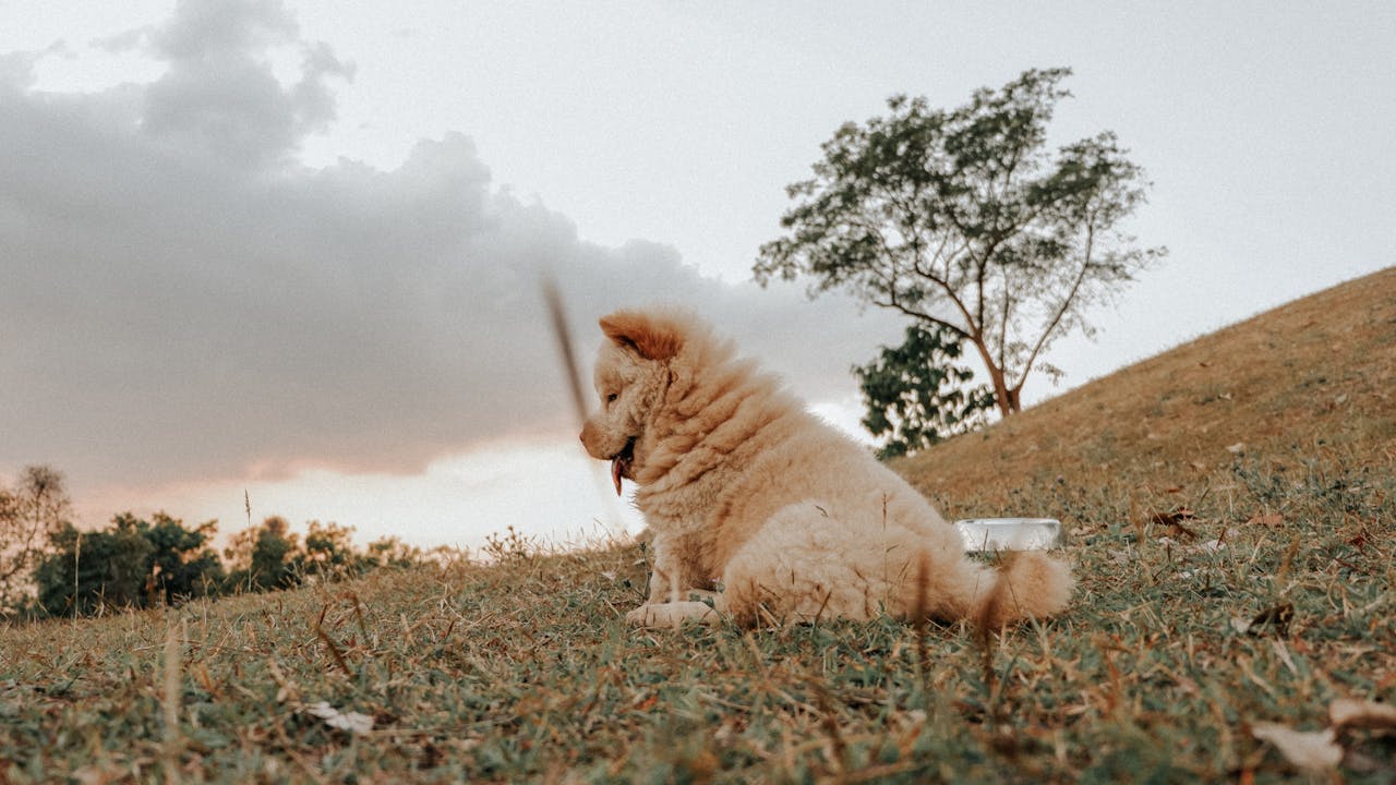A cute Chow Chow dog enjoying a quiet moment outdoors on a grassy hill during daylight.