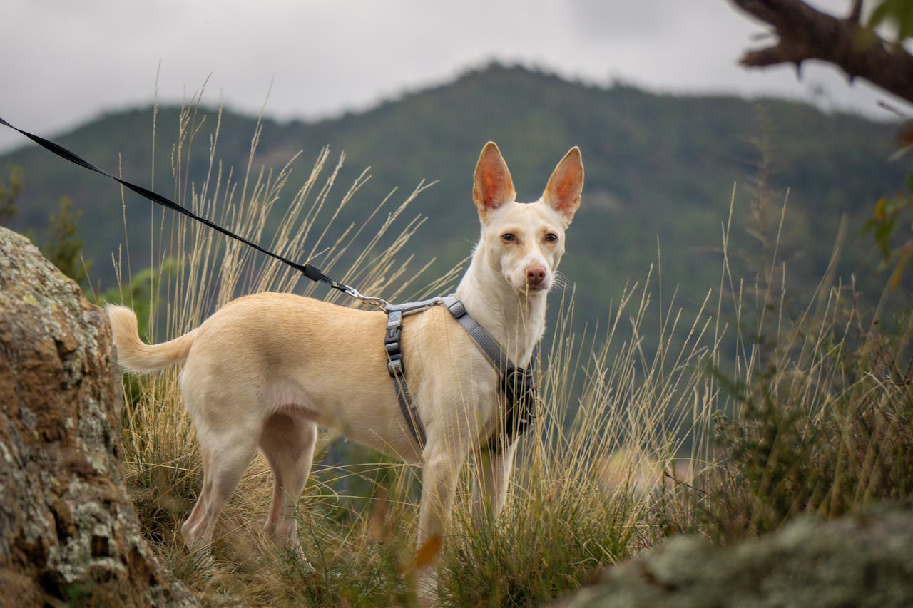 A leashed dog stands on a hill in Gameragna, Liguria, Italy, surrounded by lush greenery.