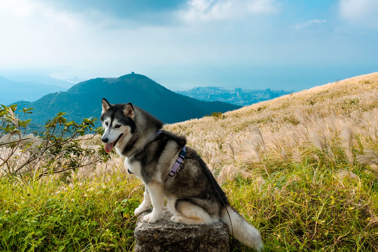 Siberian husky sitting on a rock with a mountainous landscape background under a bright blue sky.