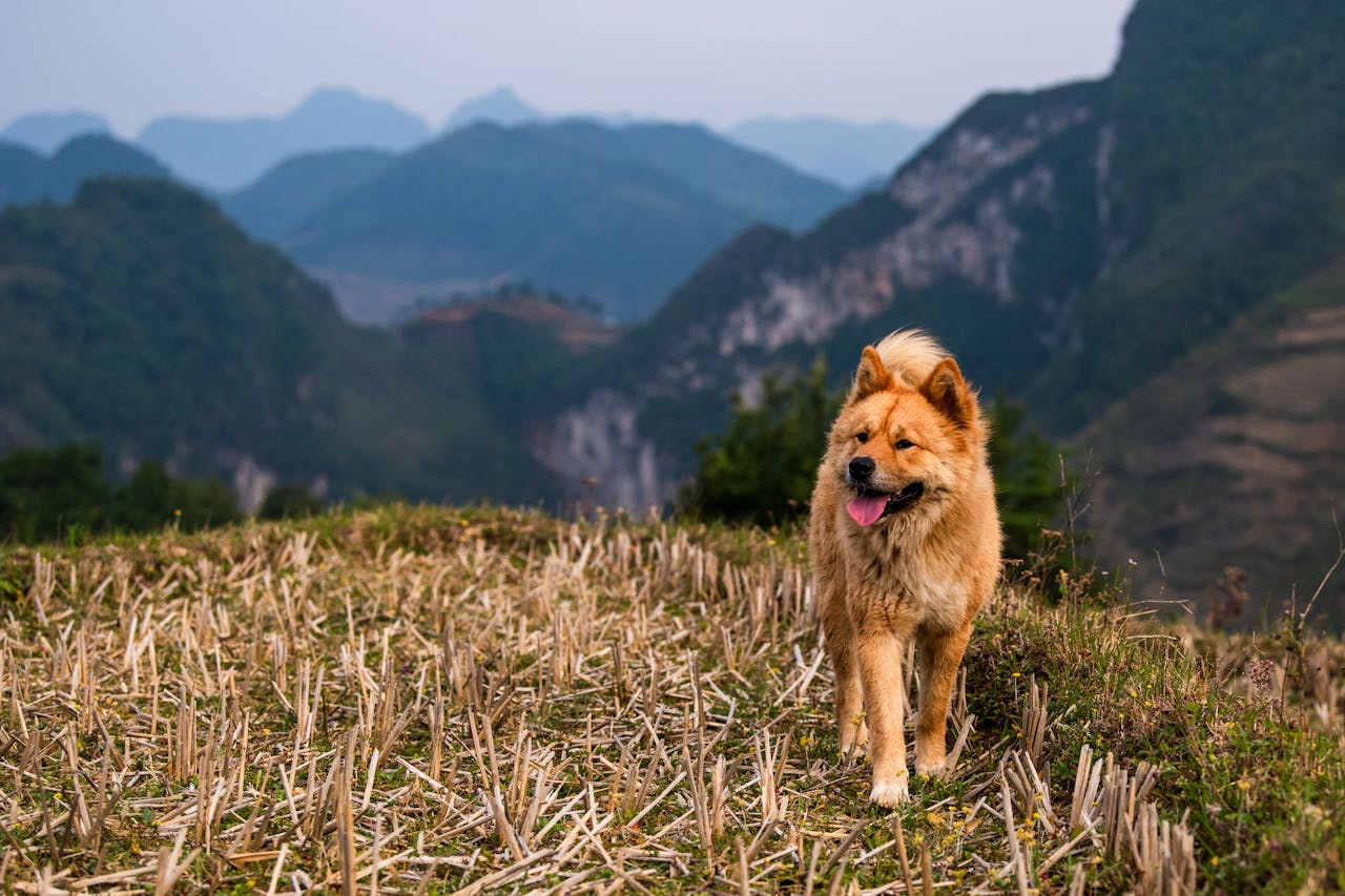 Chow Chow dog exploring a beautiful mountainous landscape in nature.
