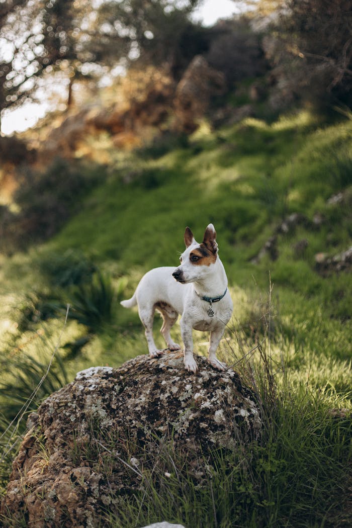 A Jack Russell Terrier stands on a rock in a lush, green outdoor landscape, surrounded by nature.