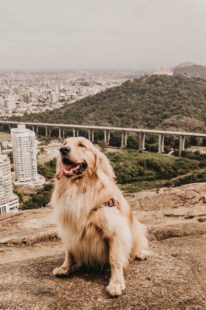 Golden Retriever sits on a scenic overlook with cityscape and hills in the background, showcasing urban and natural beauty.