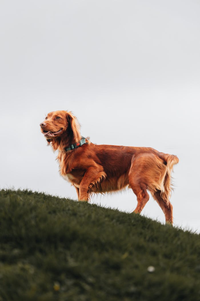 Golden Retriever standing majestically on a grassy hill, showcasing its elegant profile against a clear sky.