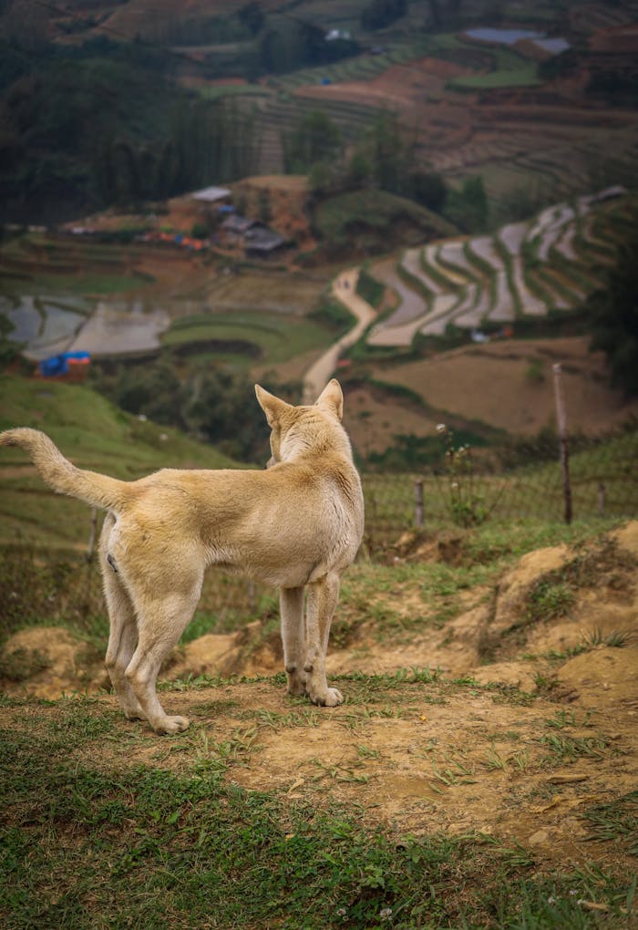 A dog overlooks rice terraces in Lao Cai, Vietnam, showcasing rural beauty.